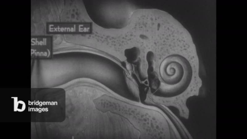 United States, 1930s: Close up diagram showing the external ear, shell ...
