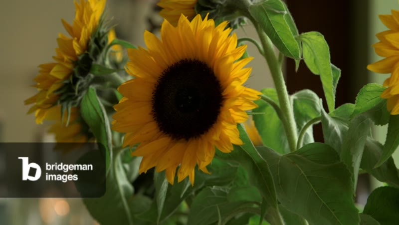 Image of Sunflowers Inside