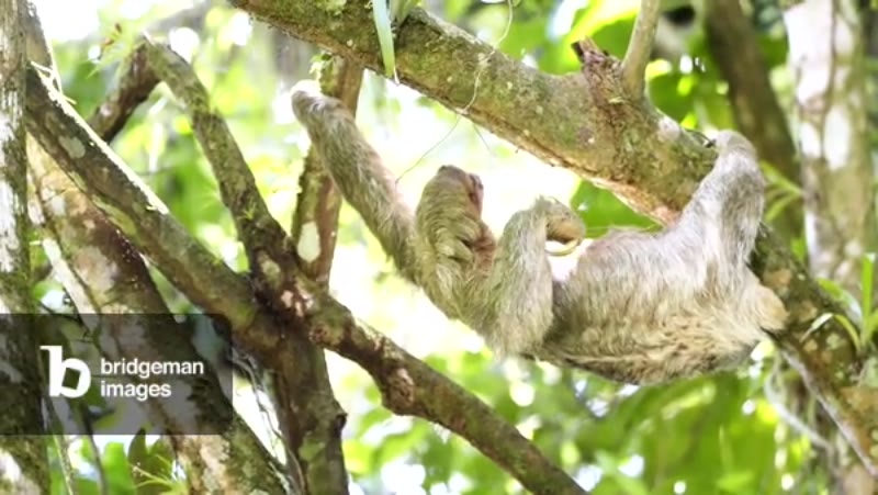 Image of Three-toed Sloth, Tortuguero National Park, Costa Rica ...