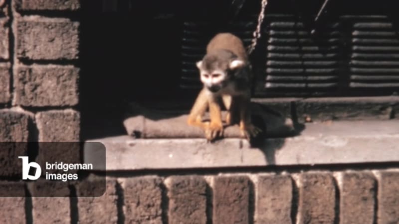 Image of A monkey tied to a chain near a brick wall