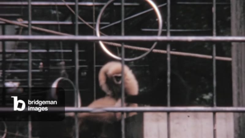 Image of Energetic Apes Enjoy Playing in the Enclosure of London Zoo